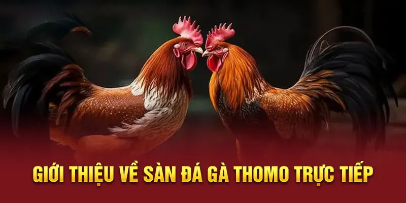 Đá gà Thomo - Trường đấu nổi tiếng với chất lượng giải trí vượt bậc